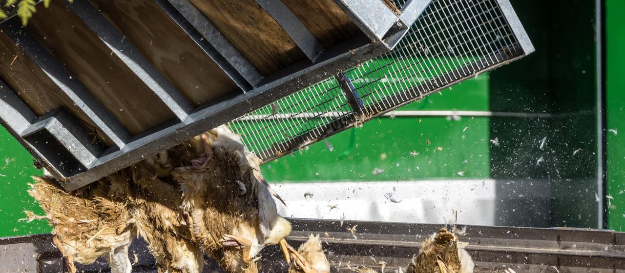 Getötete Enten werden im brandenburgischen neuhardenberg in einen Container gekippt.