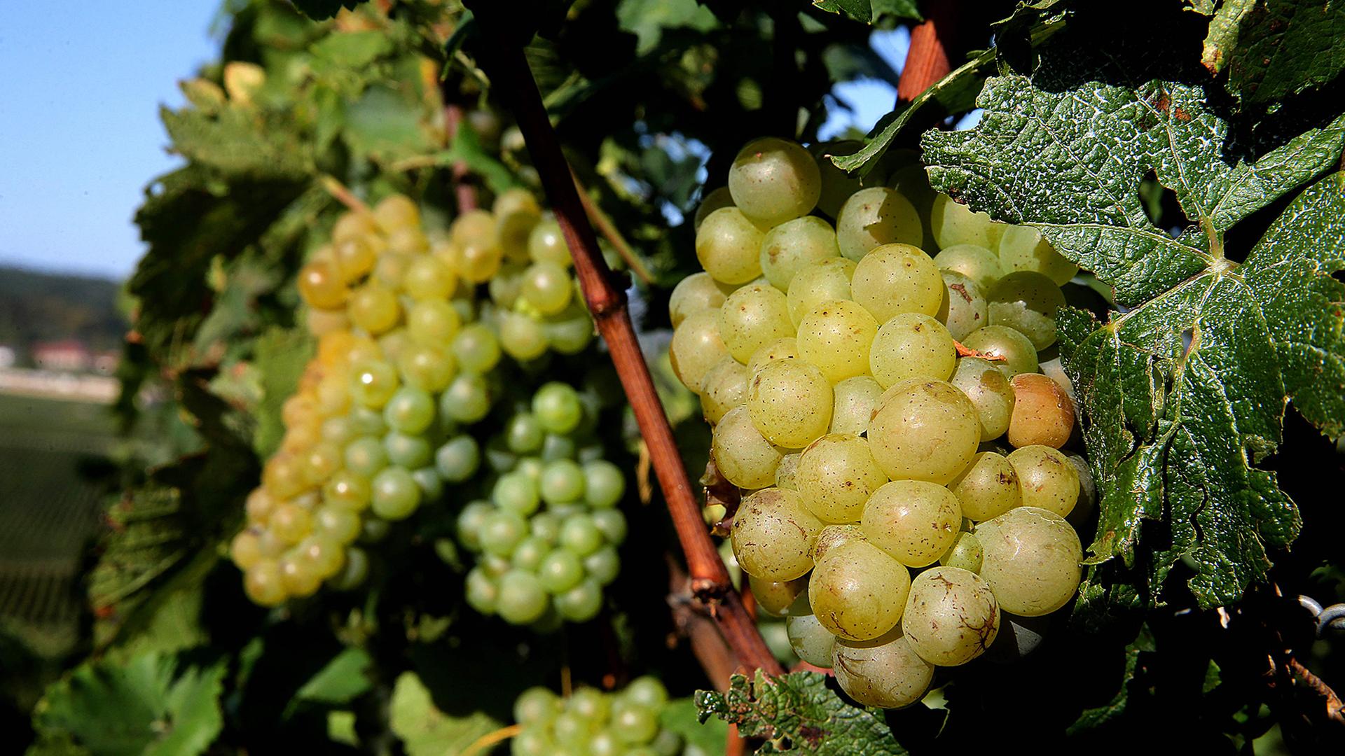 Chardonnay-Trauben | AFP
