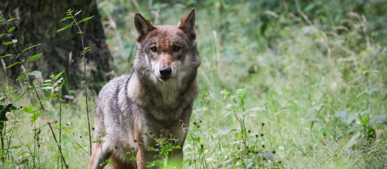 Ein Wolf steht auf einer Wiese in hohem Gras | dpa Ein Wolf steht auf einer Wiese in hohem Gras