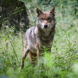 Ein Wolf steht auf einer Wiese in hohem Gras