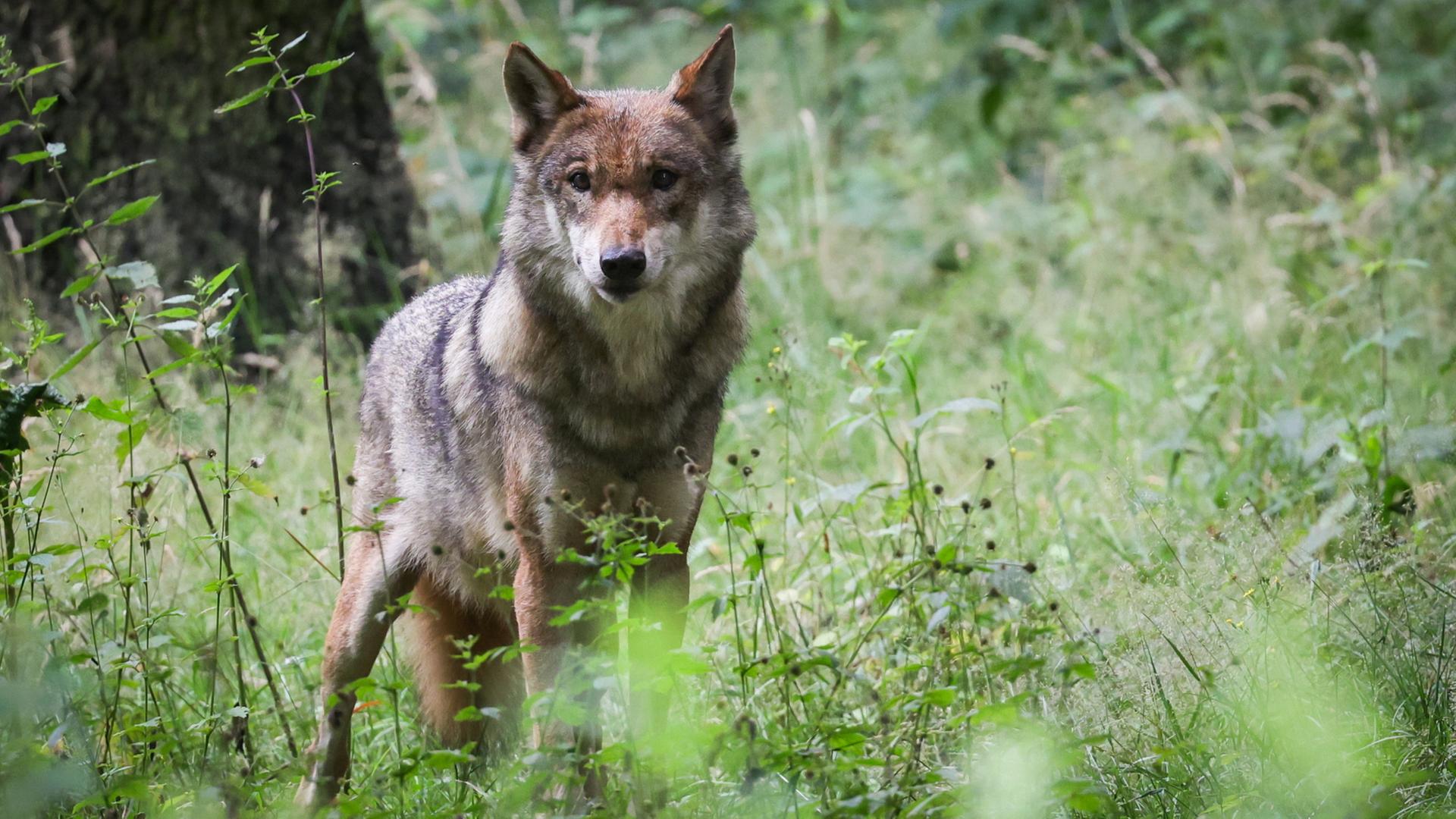 Ein Wolf steht auf einer Wiese in hohem Gras | dpa