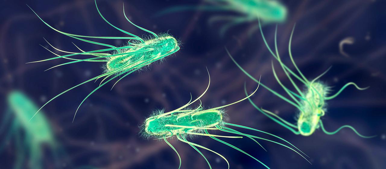 Illustration: Escherichia coli bacteria | imago images/Science Photo Libra Illustration: Escherichia coli bacteria