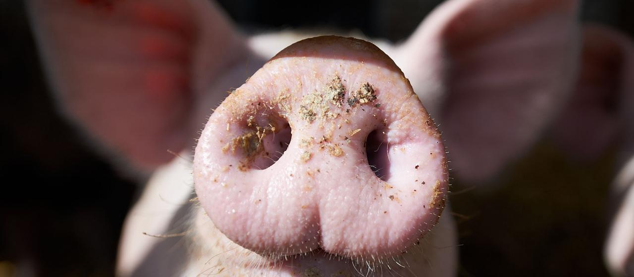 Wieso es weiter Tierversuche gibt