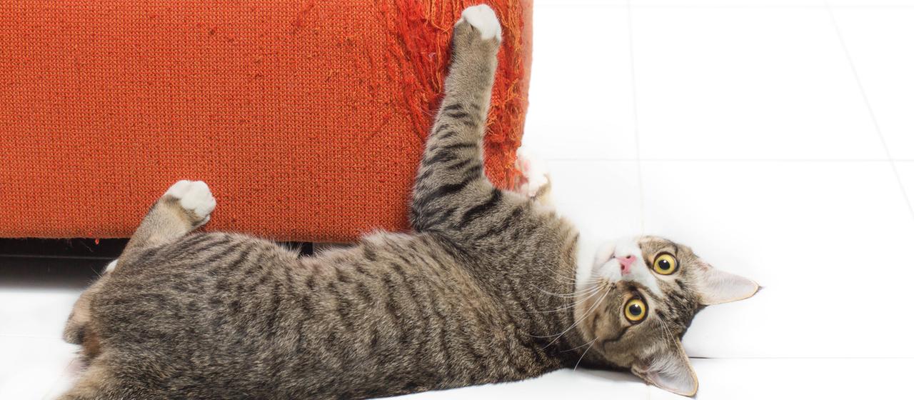 Eine Katze kratzt an einem Möbelstück. | IMAGO/YAY Images Eine Katze kratzt an einem Möbelstück.