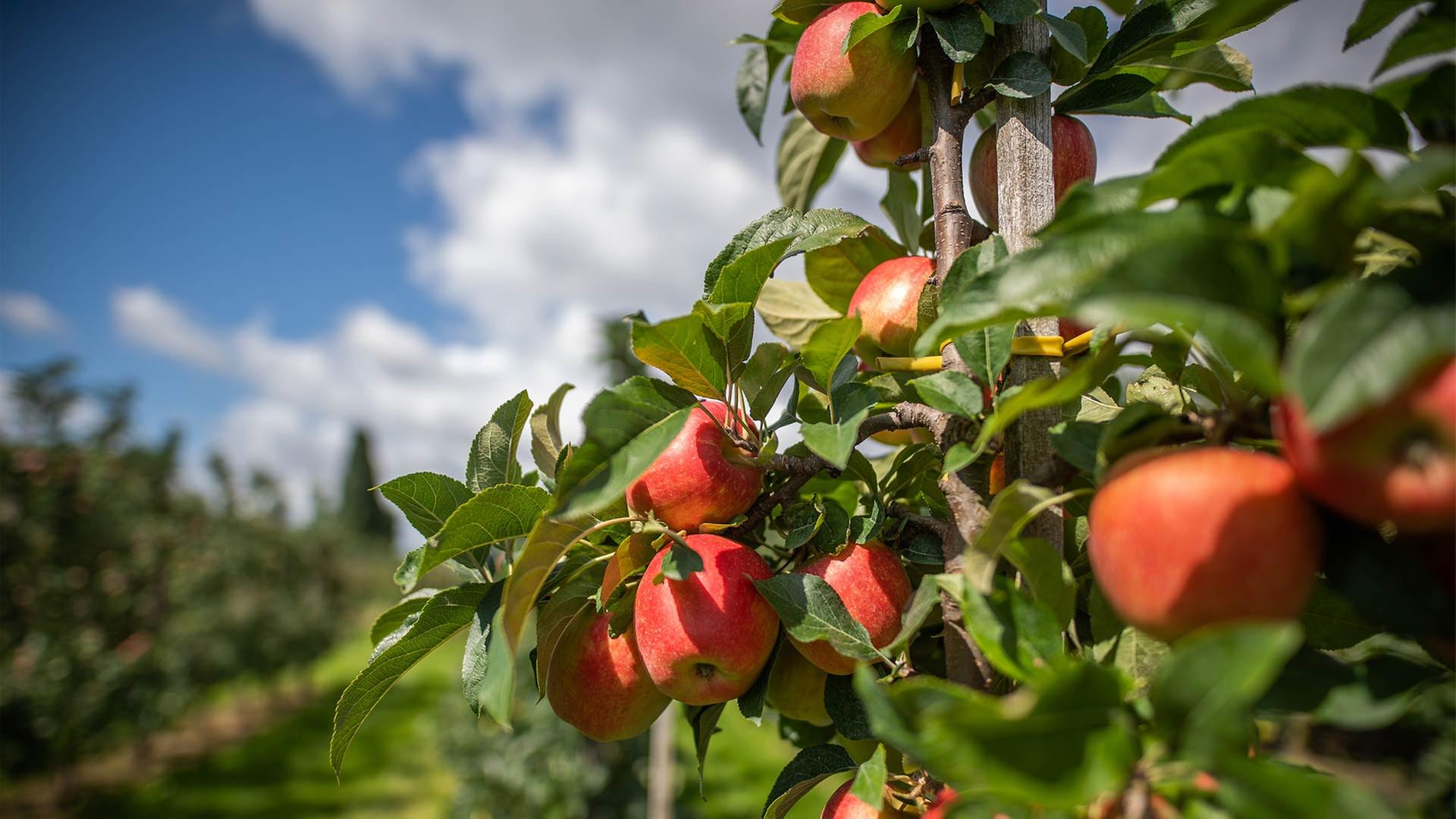 Äpfel hängen auf einem Obsthof im Alten Land am Baum. | picture alliance/dpa