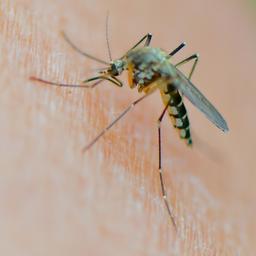 Eine Mücke der Art Aedes vexans saugt Blut an einem Arm.