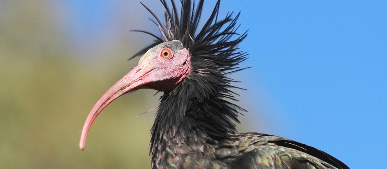 400 Jahre lang war der Waldrapp in Mitteleuropa ausgestorben. | Johannes Fritz Waldrappe