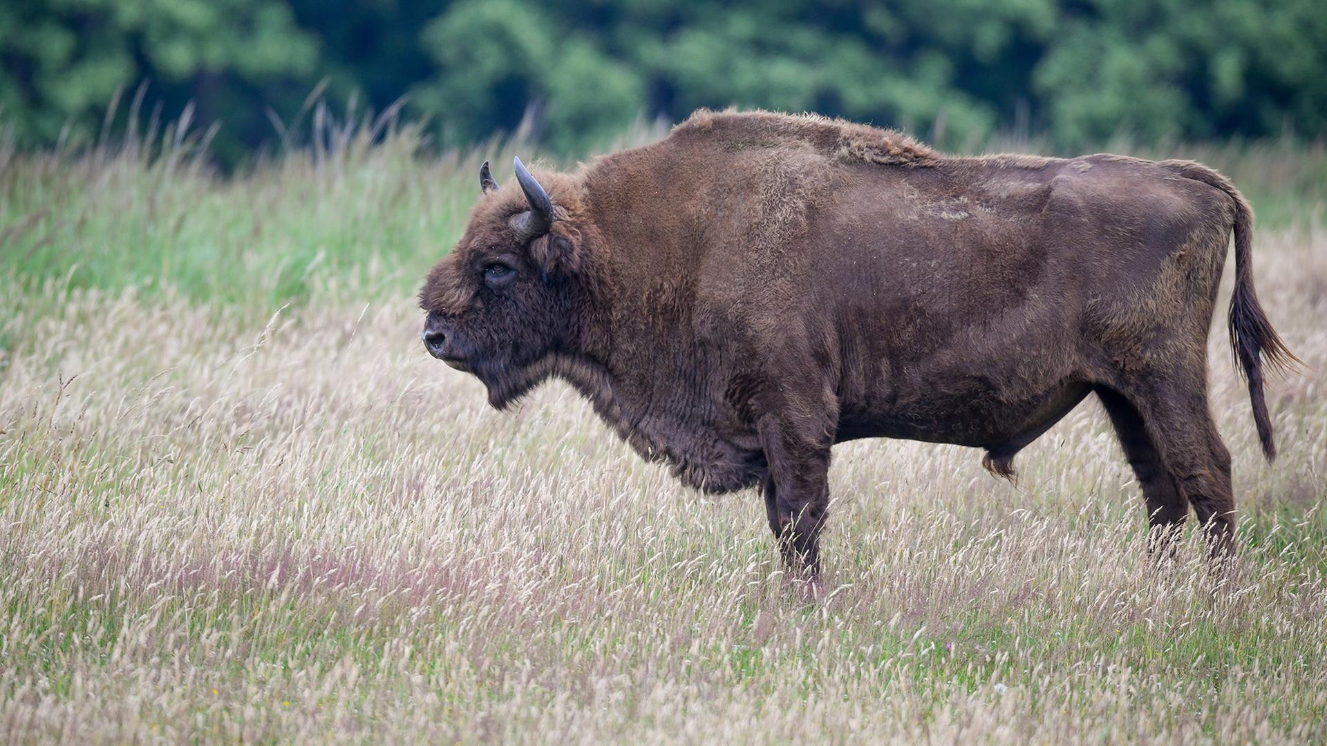 Ein Wisent, auch Europäischer Bison genannt, steht im hohen Gras in einem Gehege im Wildpark Schorfheide. (Quelle: Picture Alliance/Patrick Pleul) | Picture Alliance/Patrick Pleul