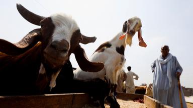 Ziegen werden für das Opferfest Eid al-Adha angeboten.