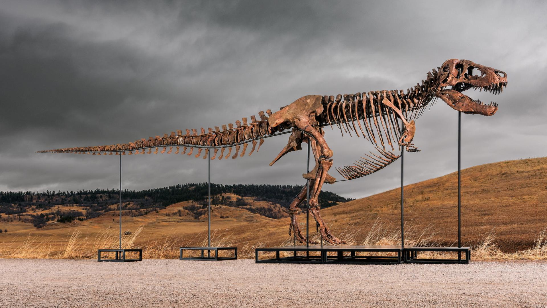Das Skelett des Tyrannosaurus rex 