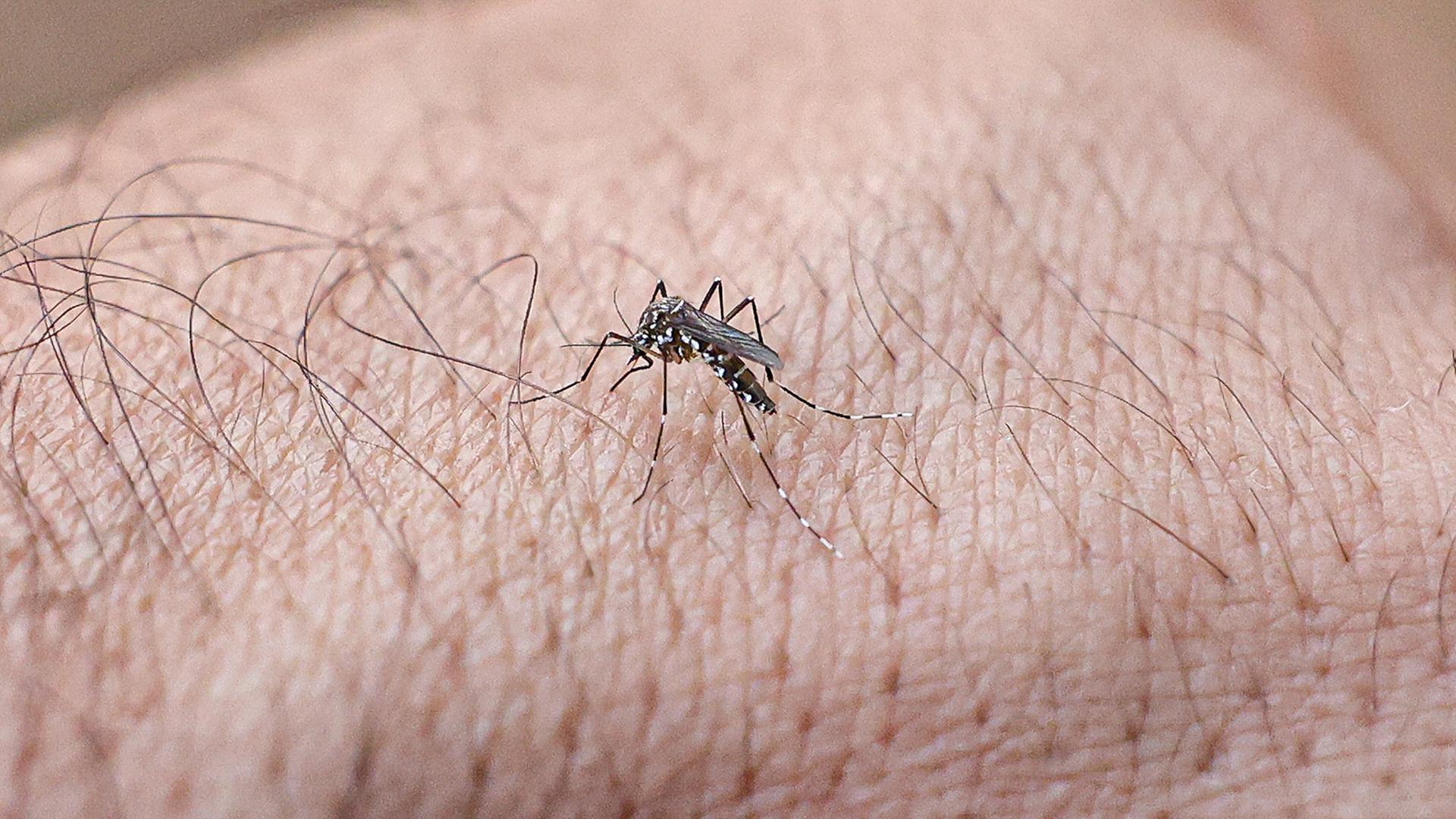 Eine mit Wolbachia-Bakterien infizierte Aedes-aegypti-Mücke.  | dpa