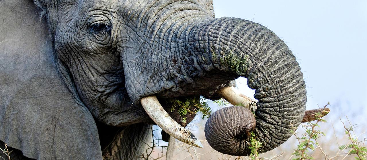 Ein Afrikanischer Elefant (Loxodonta africana) frisst von einem Dornenstrauch. | picture alliance / blickwinkel/A Ein Afrikanischer Elefant (Loxodonta africana) frisst von einem Dornenstrauch.