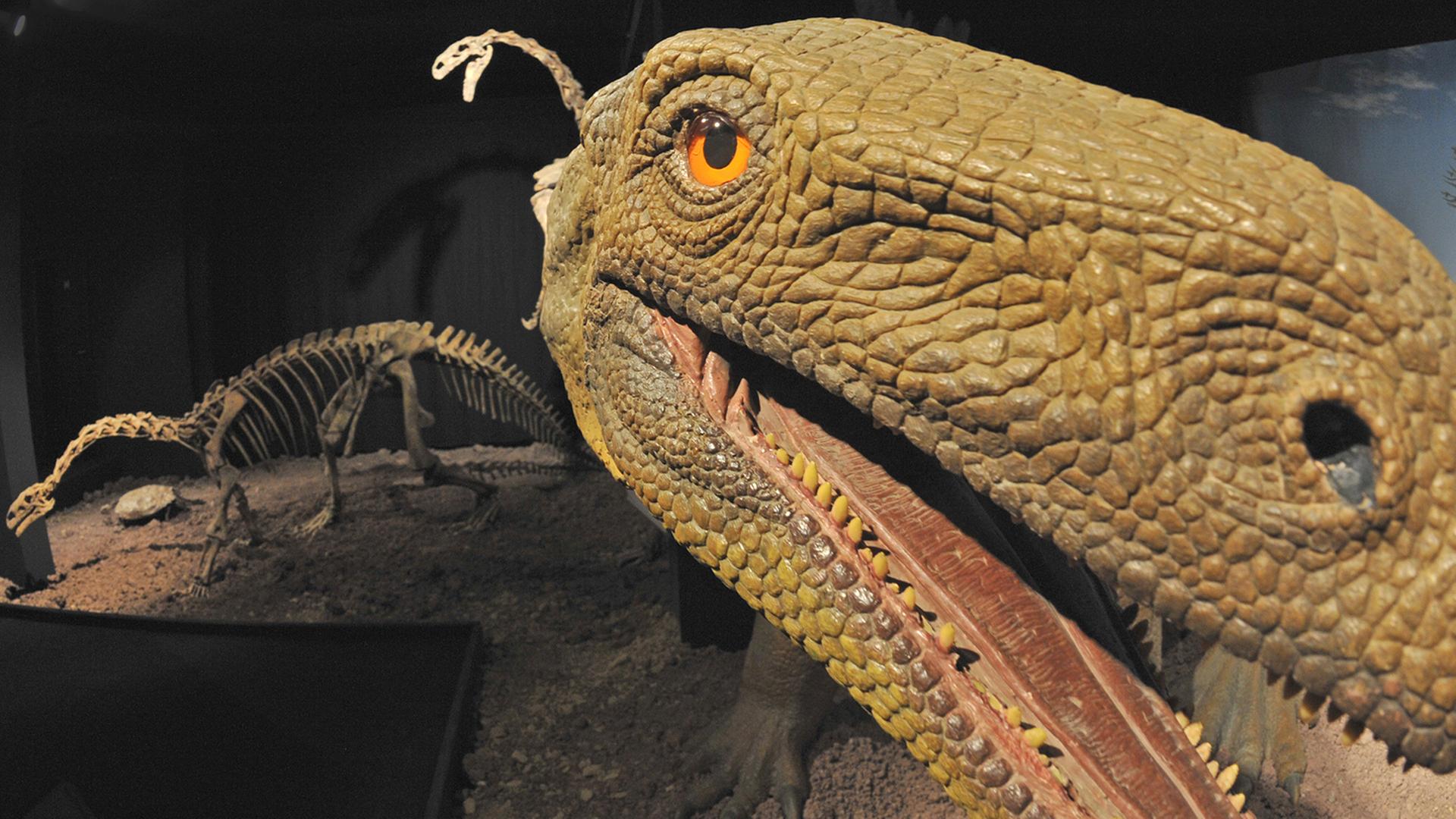 Entdeckung neuer Arten: Wo die Dinosaurier unterwegs waren | tagesschau.de