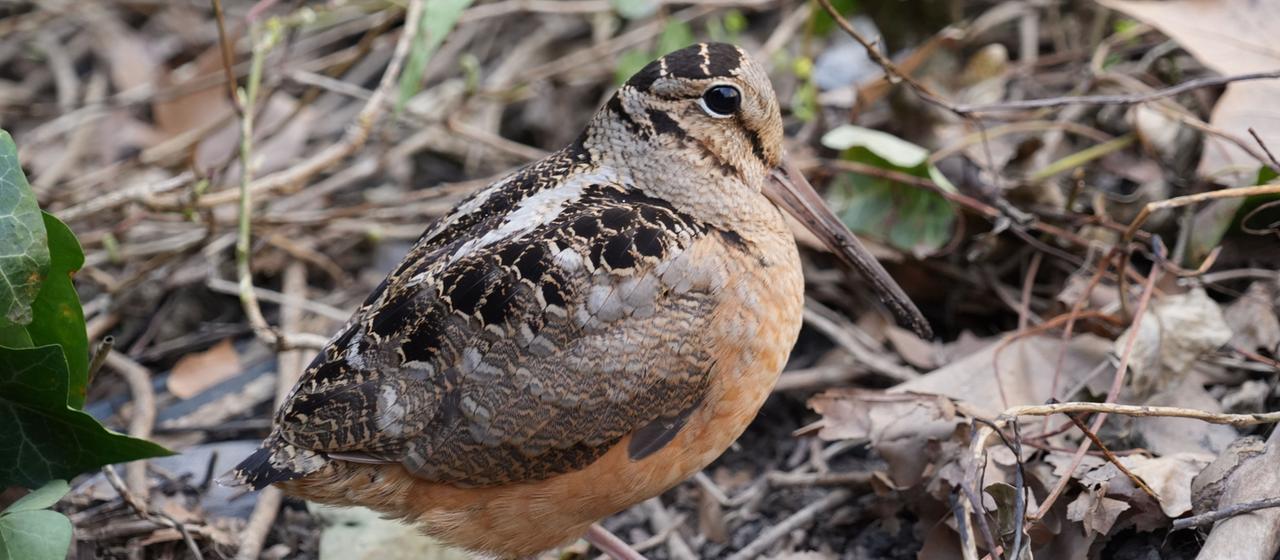 Eine Schnepfe im Bryant Park in New York