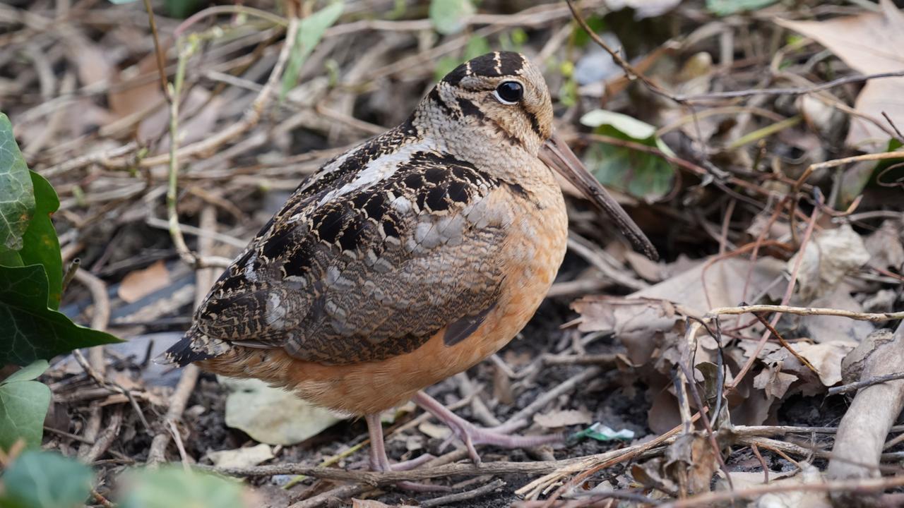 Zugvögel: Tanzende Waldschnepfen begeistern New York