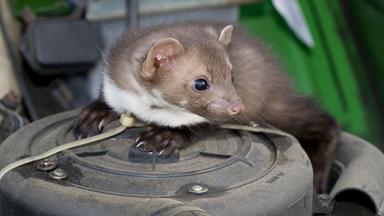 Ein Marder sitzt auf einem Luftfilter unter einer Motorhaube.