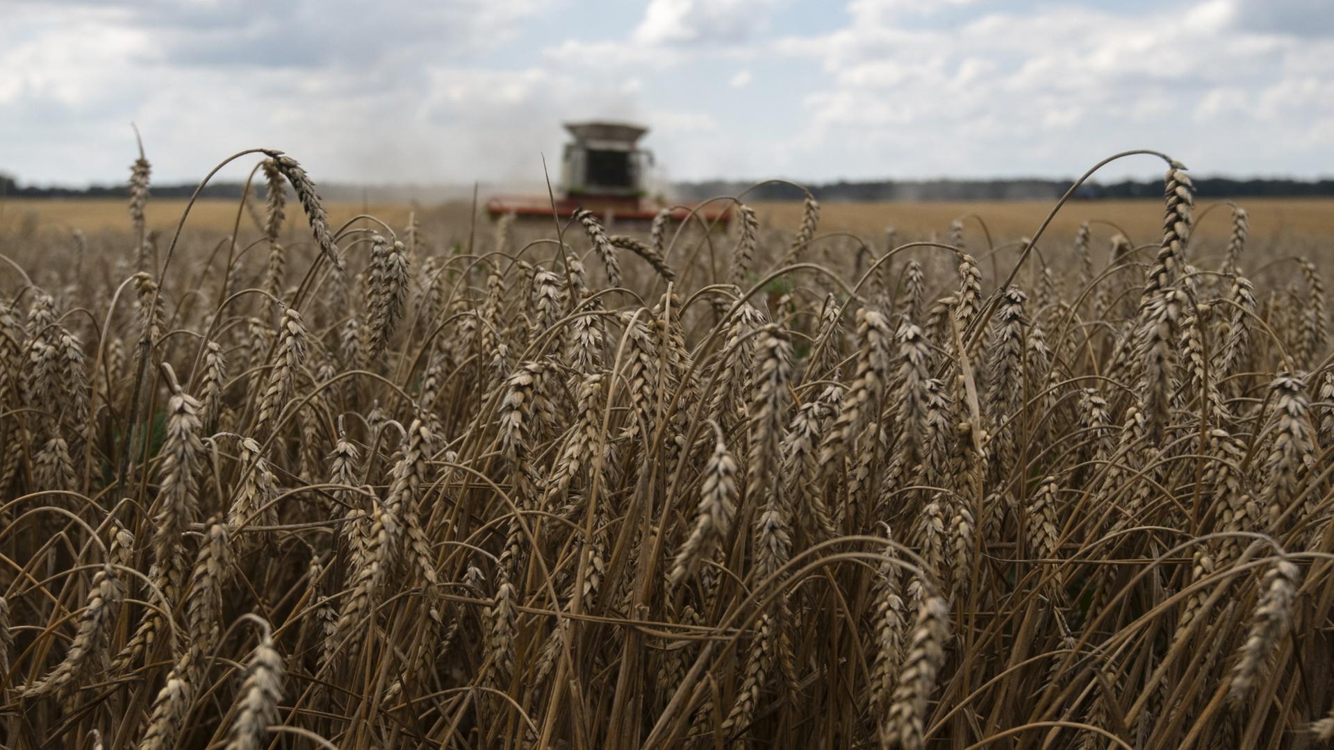 Ein Getreidefeld in der Ukraine. | EPA