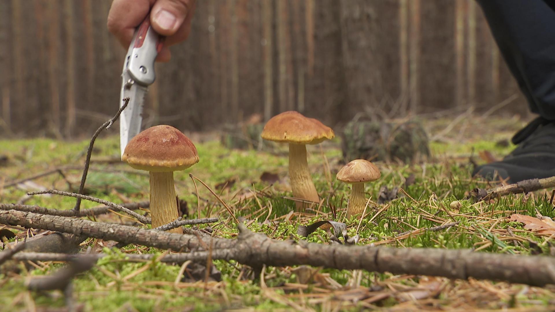 Falsche Rotkappen in einem Wald in Südbrandenburg (Foto: rbb) | rbb