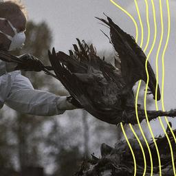 Ein Helfer sammelt einen toten Kranich auf und wirft ihn in eine Traktorschaufel