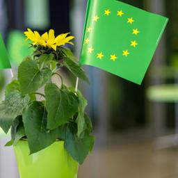 Blume und EU-Flaggen in Grün auf einer Wahlparty der Grünen (Archivbild vom 25.05.2014)