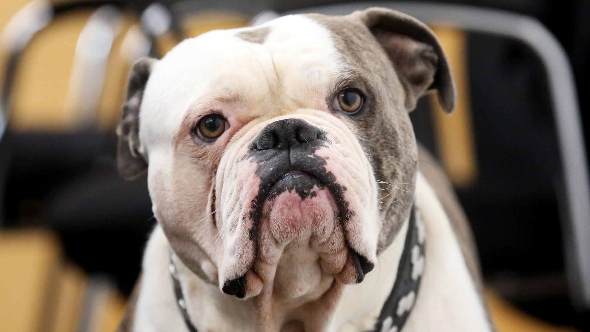 Gassirunde endet im Krankenhaus: Hund greift Mischling und Halterin an
