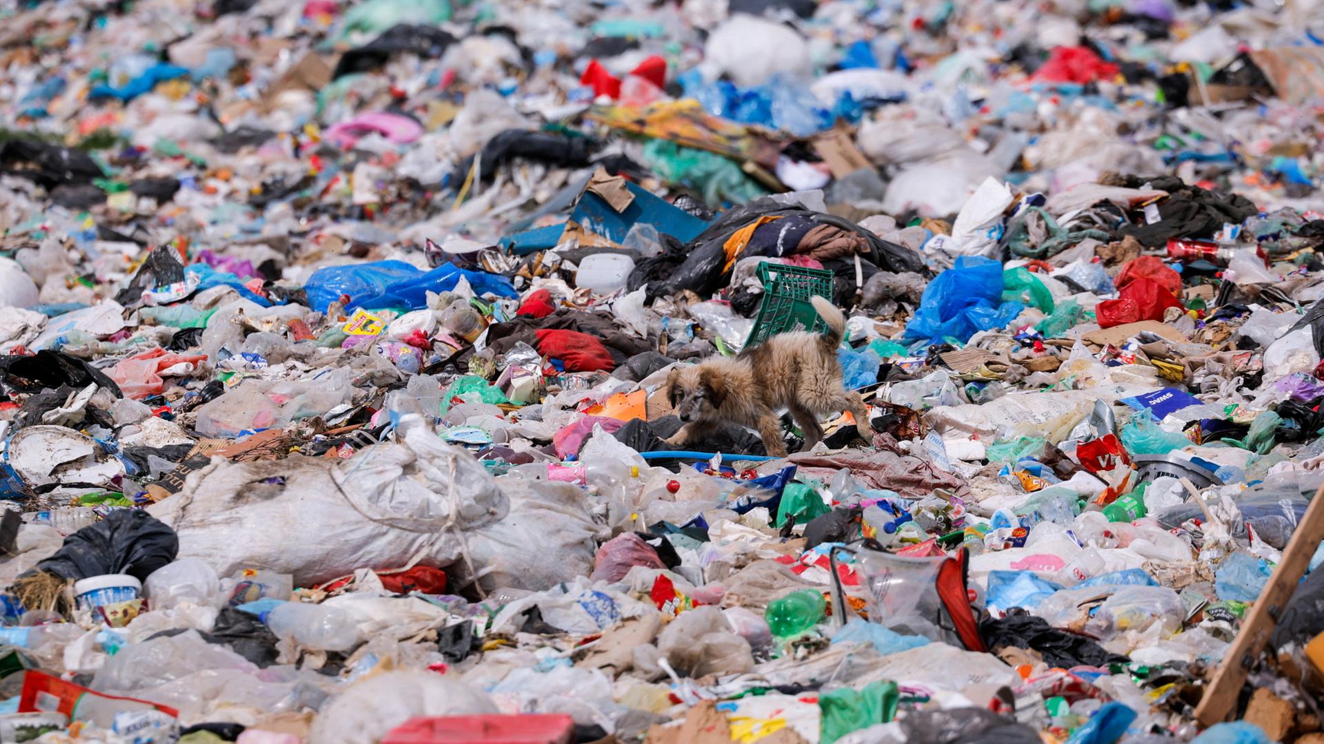Streundende Hunde laufen auf einer MÃ¼lldeponie in Podujeva, Kosovo. | REUTERS