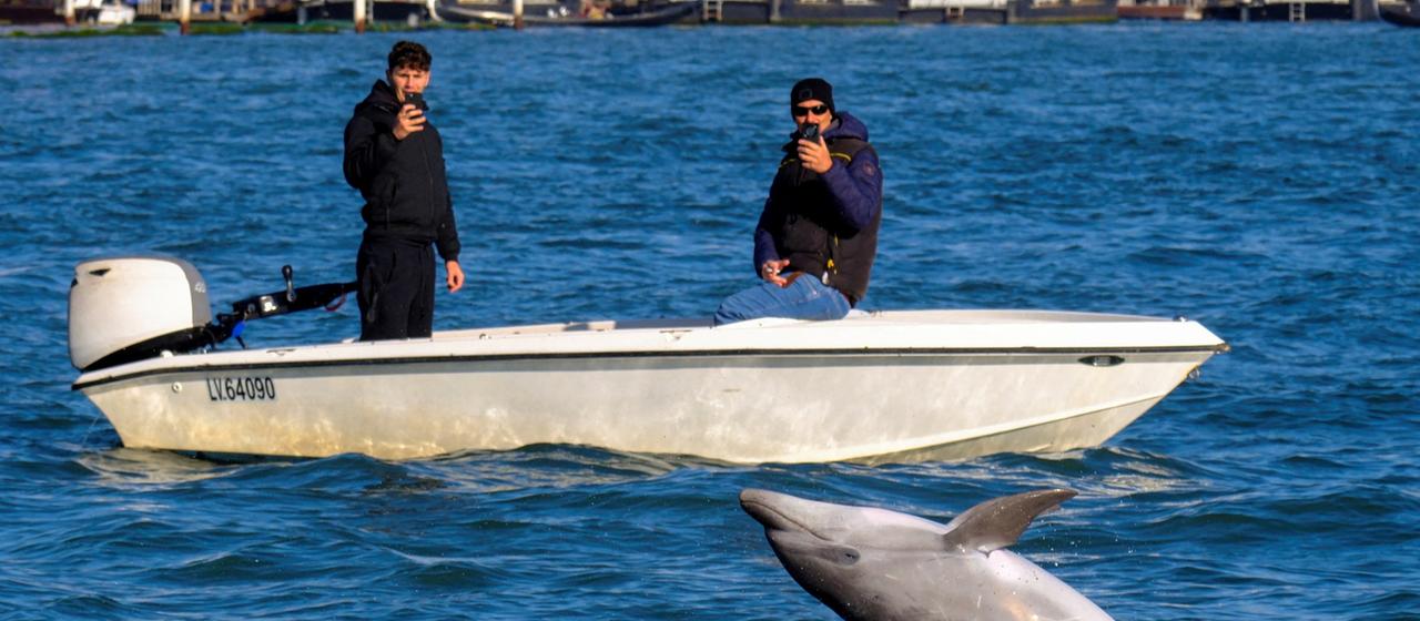 Ein Delfin im Wasser vor zwei Männern mit Smartphones auf einem Boot