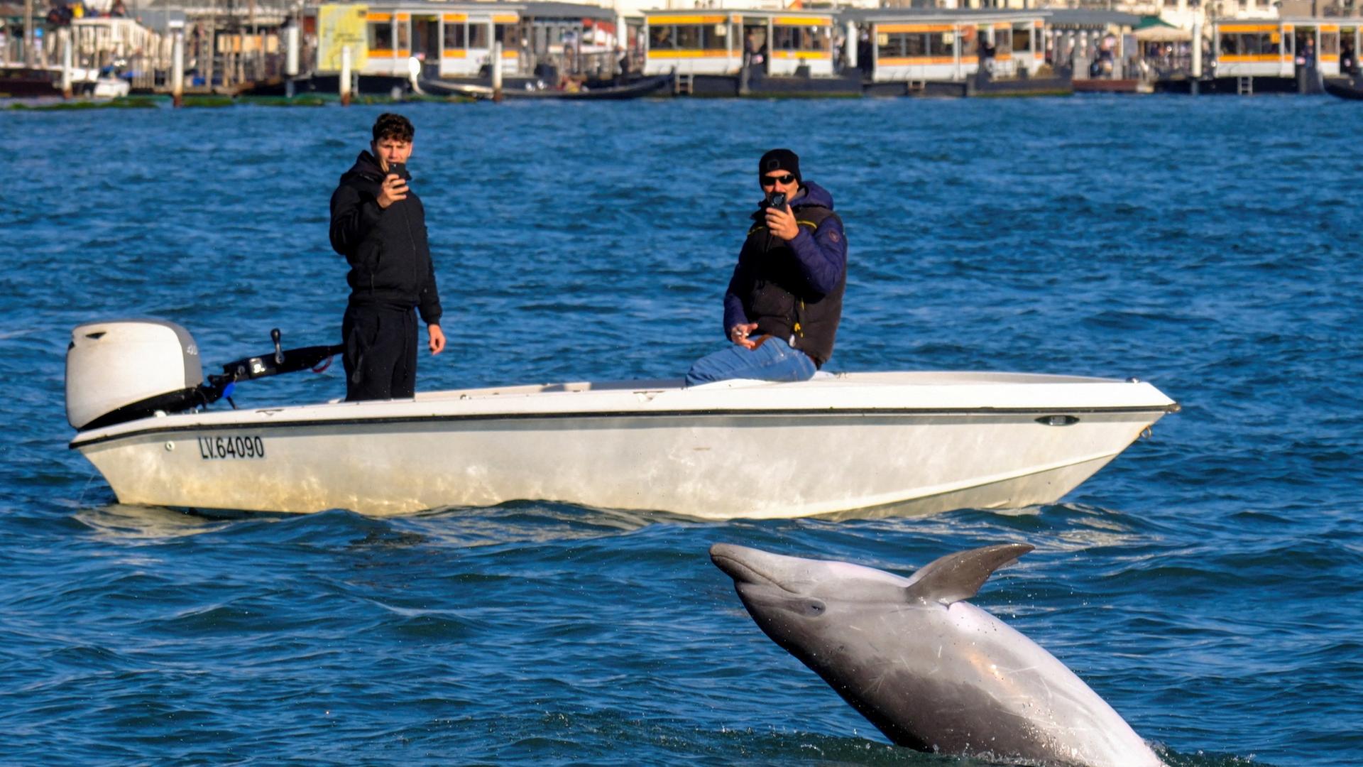 Ein Delfin im Wasser vor zwei Mnnern mit Smartphones auf einem Boot | REUTERS