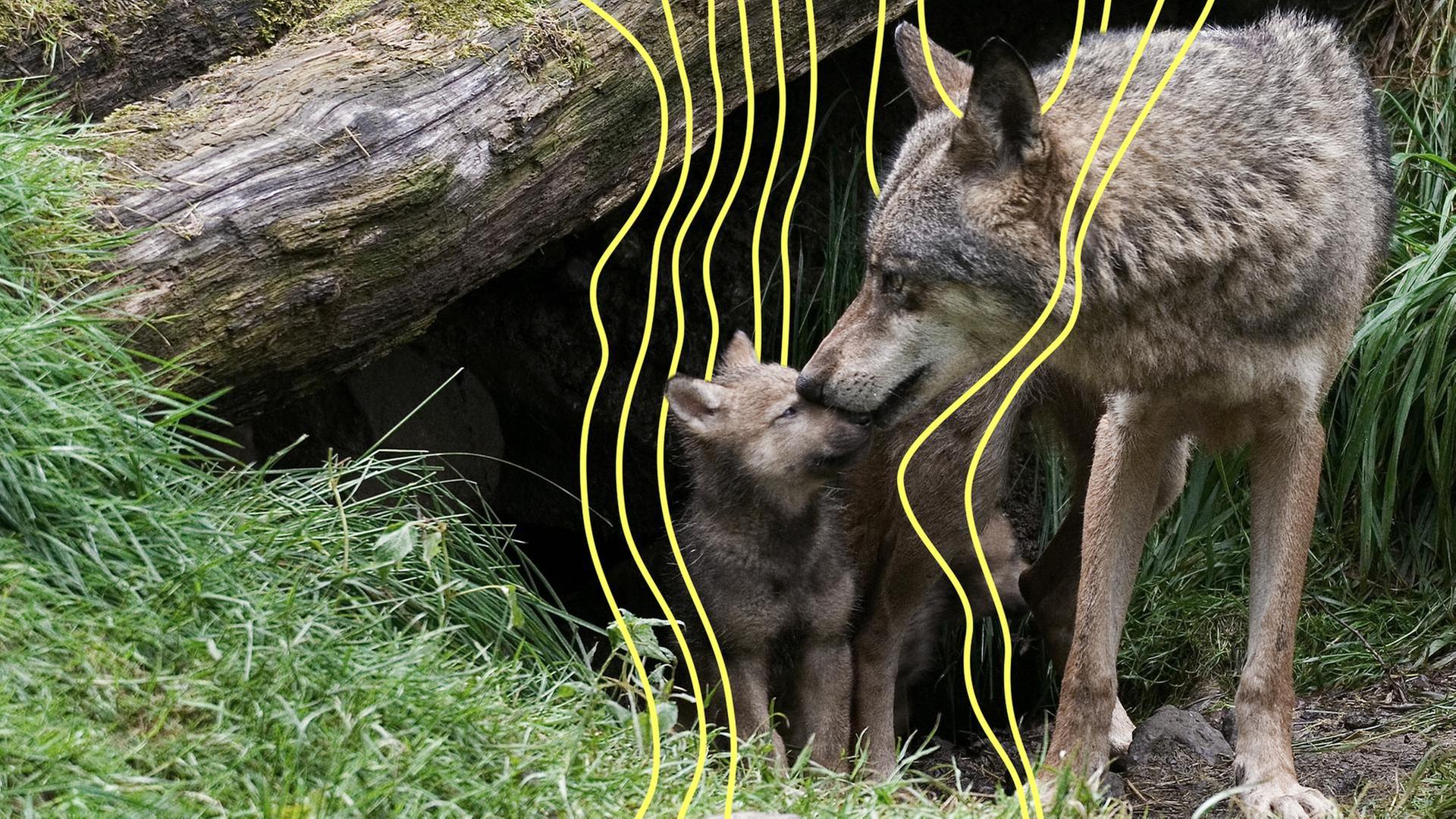 WÃ¶lfin mit einem ihrer Welpen. | stock.adobe.com/Alexander von DÃ¼ren