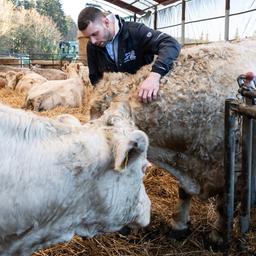 Ein Landwirt steht in einem Stall bei Rindern.