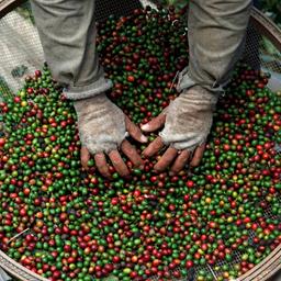 Auf einer Kaffeeplantage in Brasilien werden Bohnen sortiert