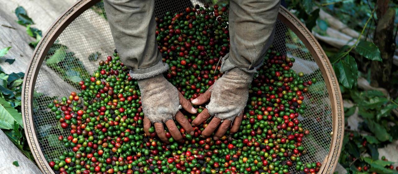 Auf einer Kaffeeplantage in Brasilien werden Bohnen sortiert