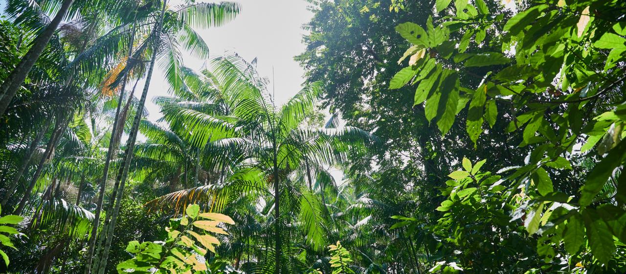 Regenwald in Brasilien