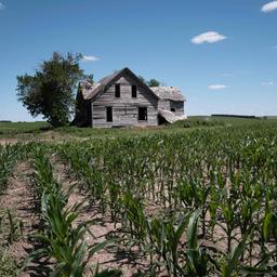 Mais wächst auf einem Acker in der Nähe von Weissert, Nebraska.