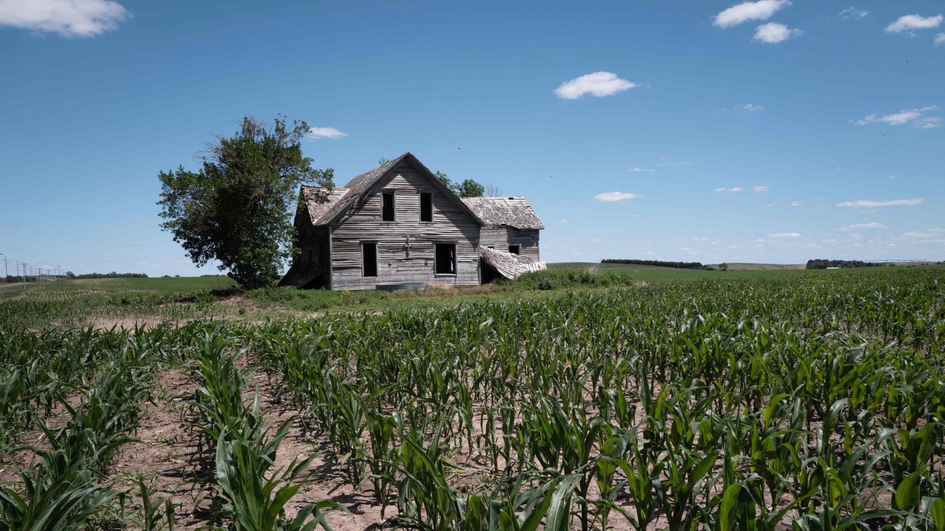 Mais wÃ¤chst auf einem Acker in der NÃ¤he von Weissert, Nebraska. | Getty Images via AFP