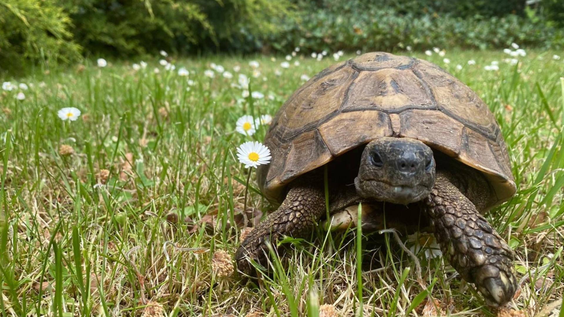 Nächste Woche 19 Grad? Wenn "Tomy" aus der Erde kommt, ist Frühling