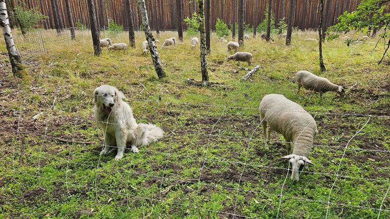 Schafe sollen helfen, Waldbrände in Brandenburg zu verhindern