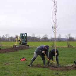 Zwei Männer pflanzen einen Baum.