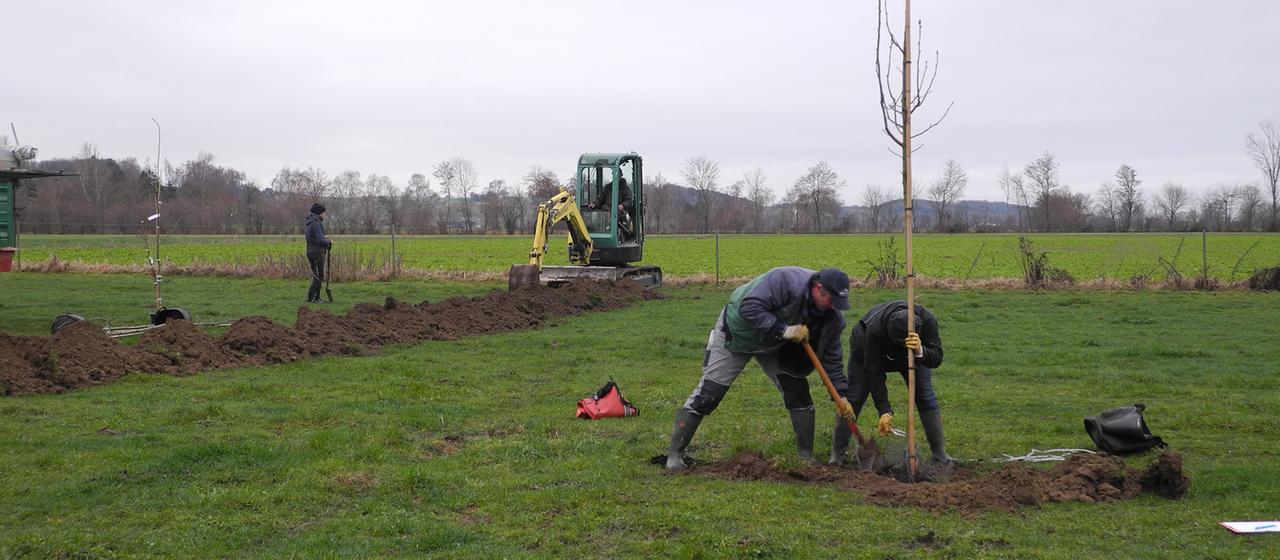 Zwei Männer pflanzen einen Baum.