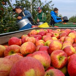 Apfelernte in Stendhal in Sachsen-Anhalt.