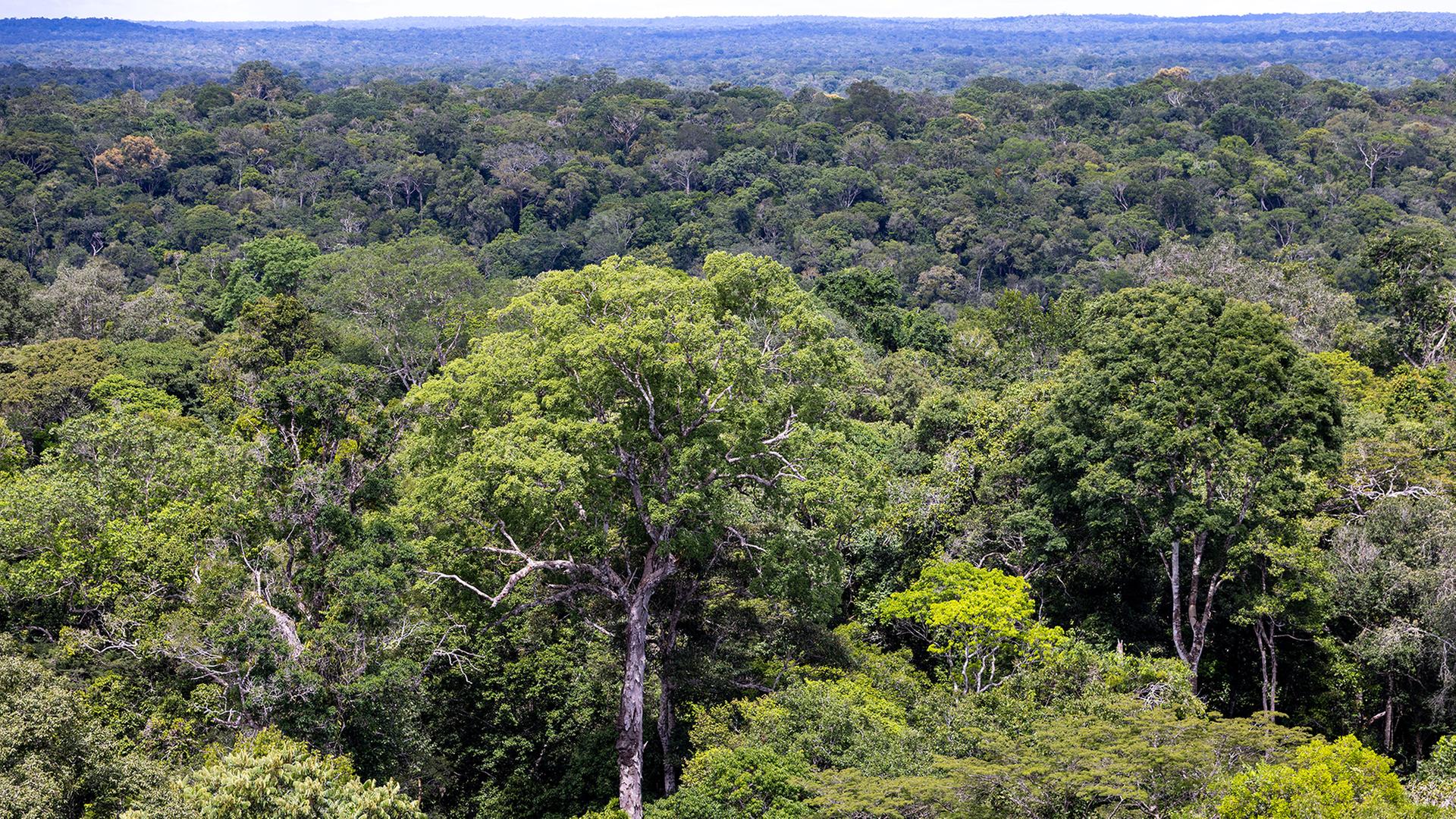 Blick auf den Regenwald in Manaus. | dpa