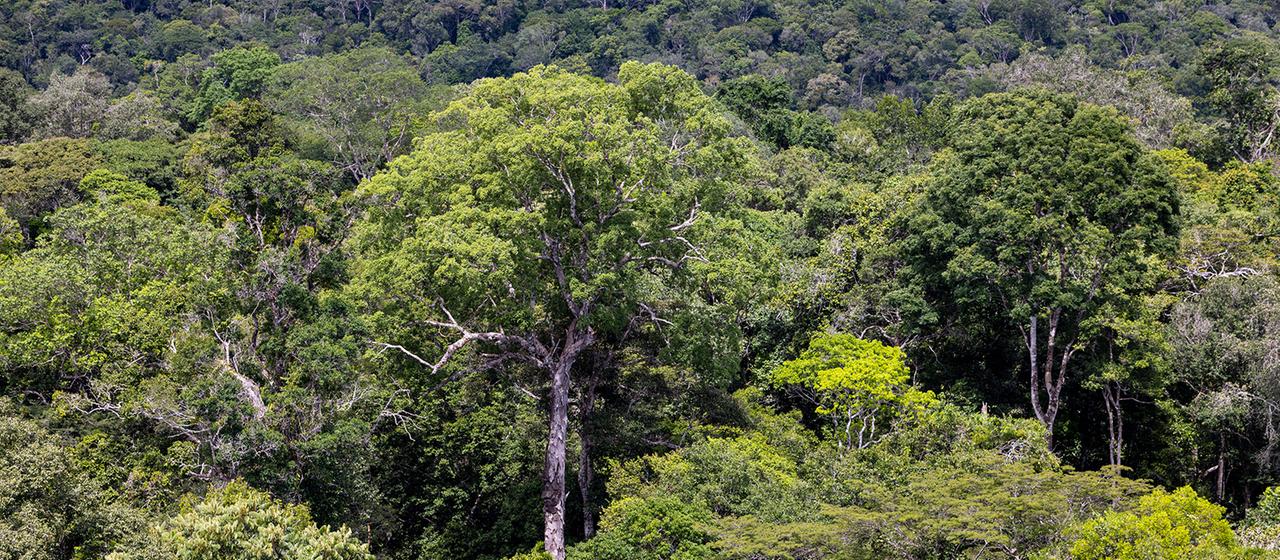 Blick auf den Regenwald in Manaus.