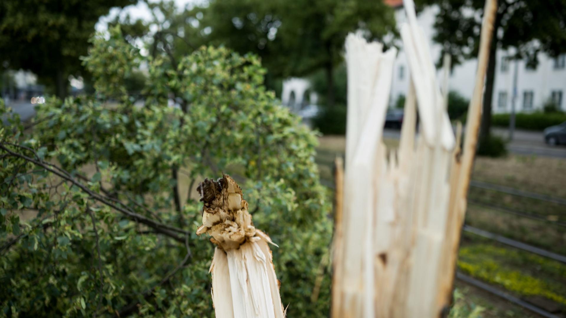  Ein umgeknickter Baum liegt nach einem Unwetter an einer Tram-Linie im Prenzlauer Berg | Sebastian Gollnow/dpa