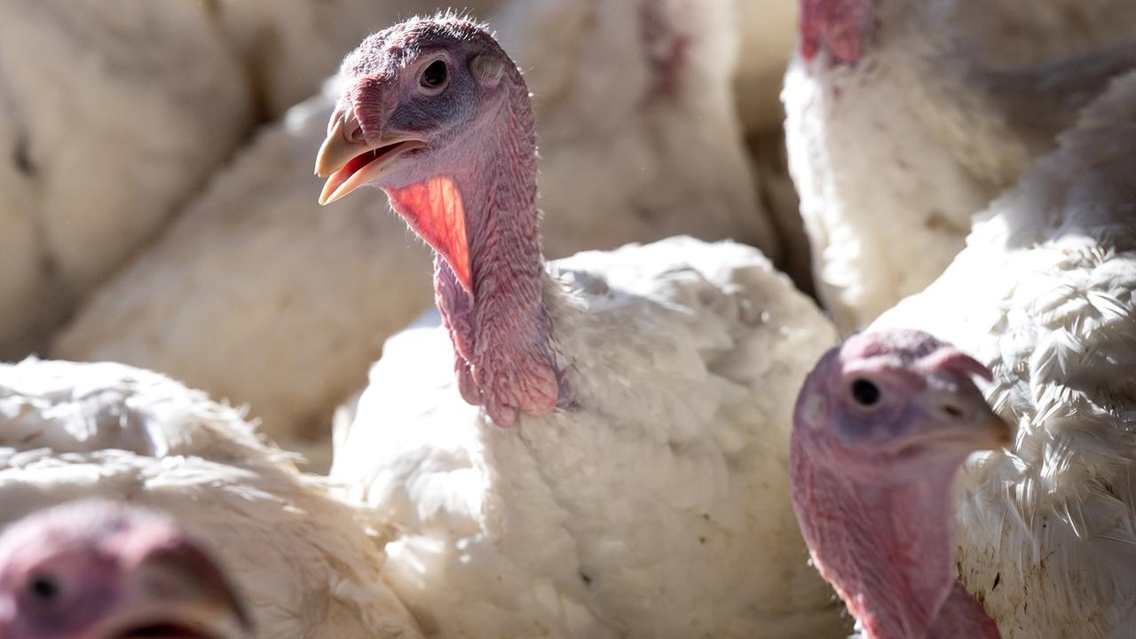 Vogelgrippe-Alarm in den USA: Kennedys Plan löst Besorgnis bei Wissenschaftlern aus