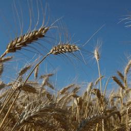 Getreide wächst auf einem Feld in der Ukraine.