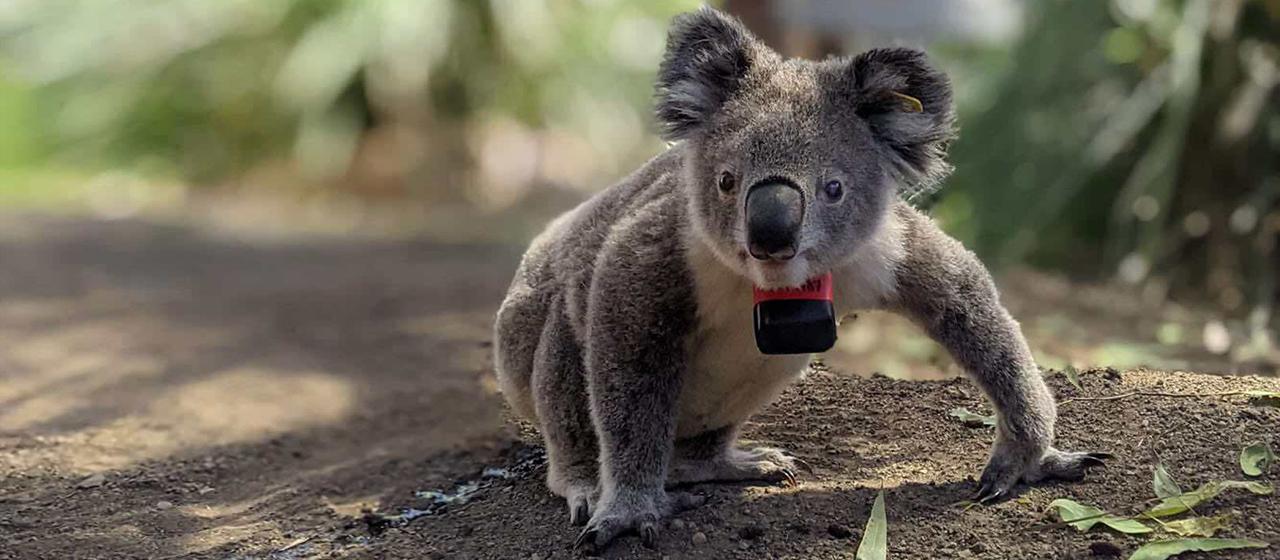 Ein Koala sitzt in Australien in freier Wildbahn auf dem Boden mit einem speziell angefertigten Halsband, das einen GPS-Logger und einen Beschleunigungsmesser enthält.