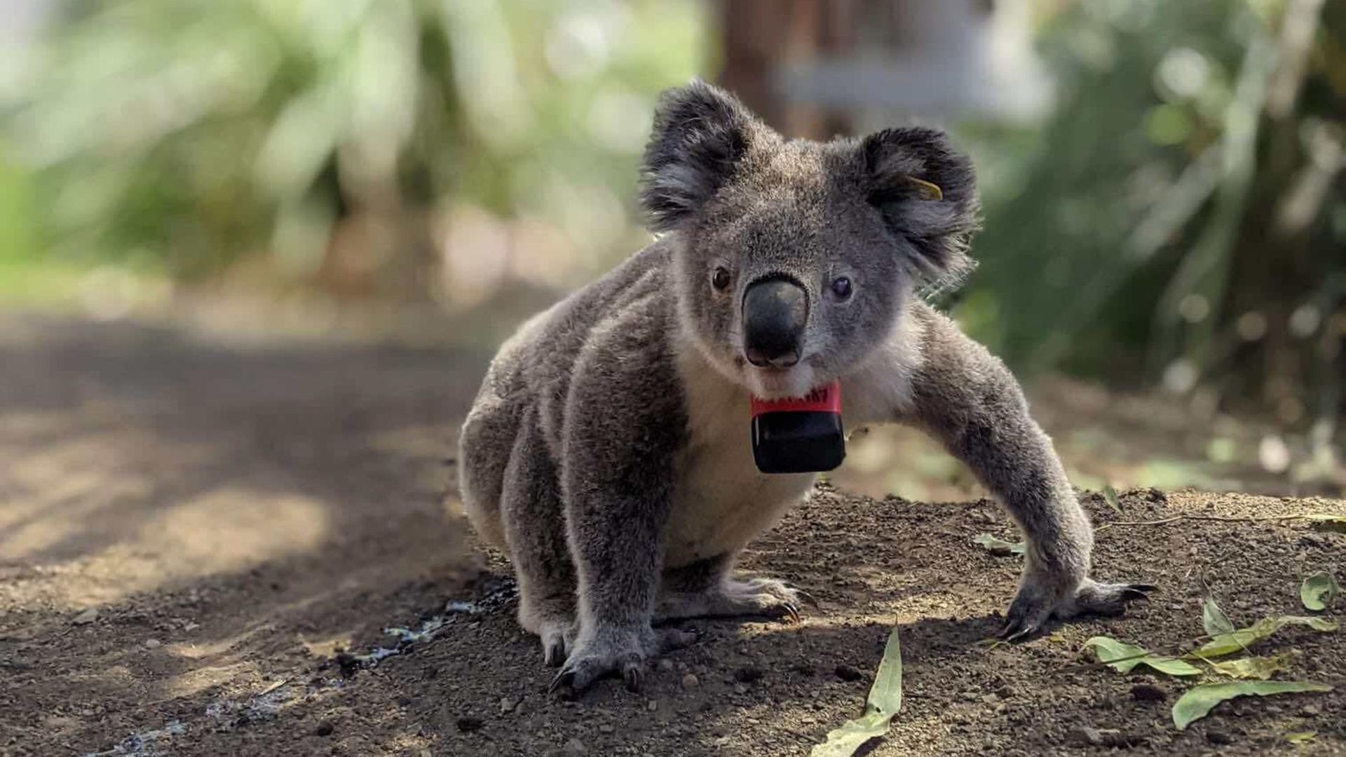 Ein Koala sitzt in Australien in freier Wildbahn auf dem Boden mit einem speziell angefertigten Halsband, das einen GPS-Logger und einen Beschleunigungsmesser enthält. | dpa