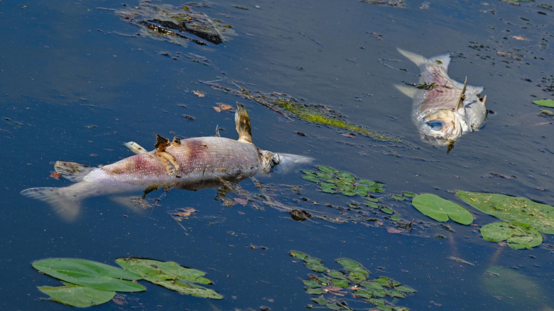 Tote Fische in Nebenarm der Oder: Umweltamt gibt Entwarnung