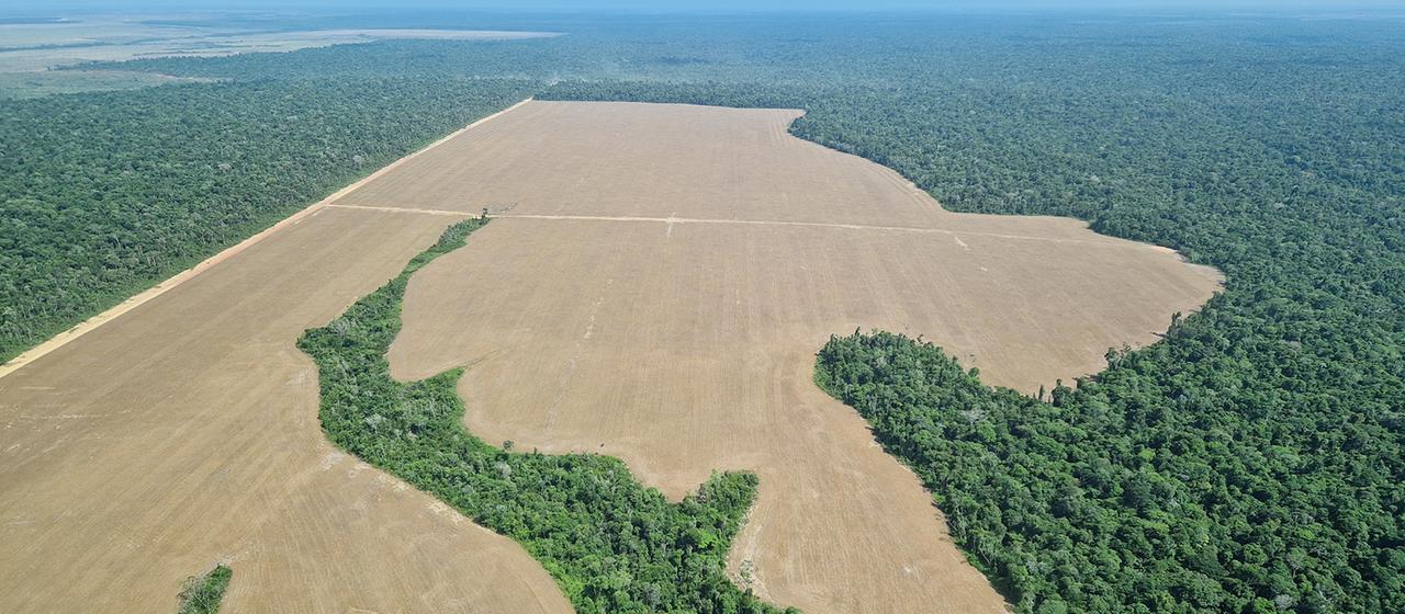 Ein für den Soja-Anbau gerodete Fläche im Amazonasgebiet.