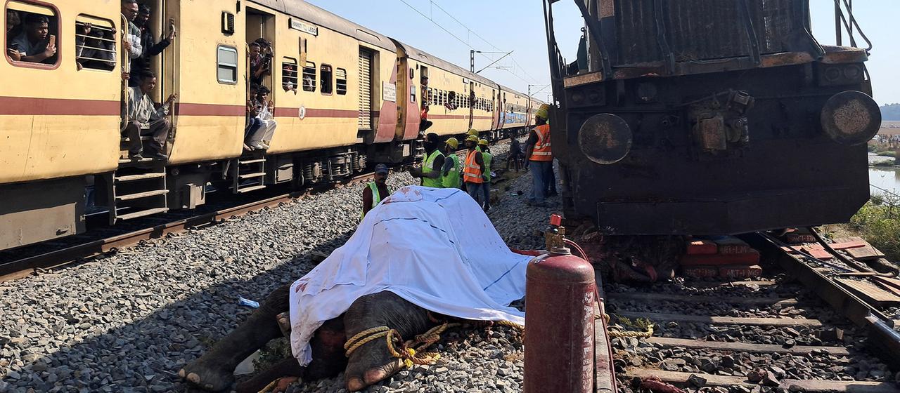Ein toter Elefant liegt abgedeckt neben einem Zug.